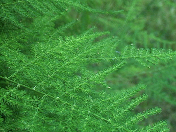 Plumosa Fern