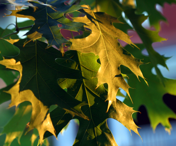 oakleaves