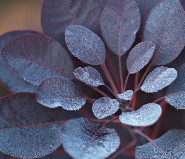 smokebush